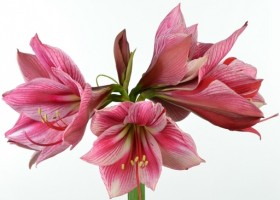 hippeastrum Gervase (1)